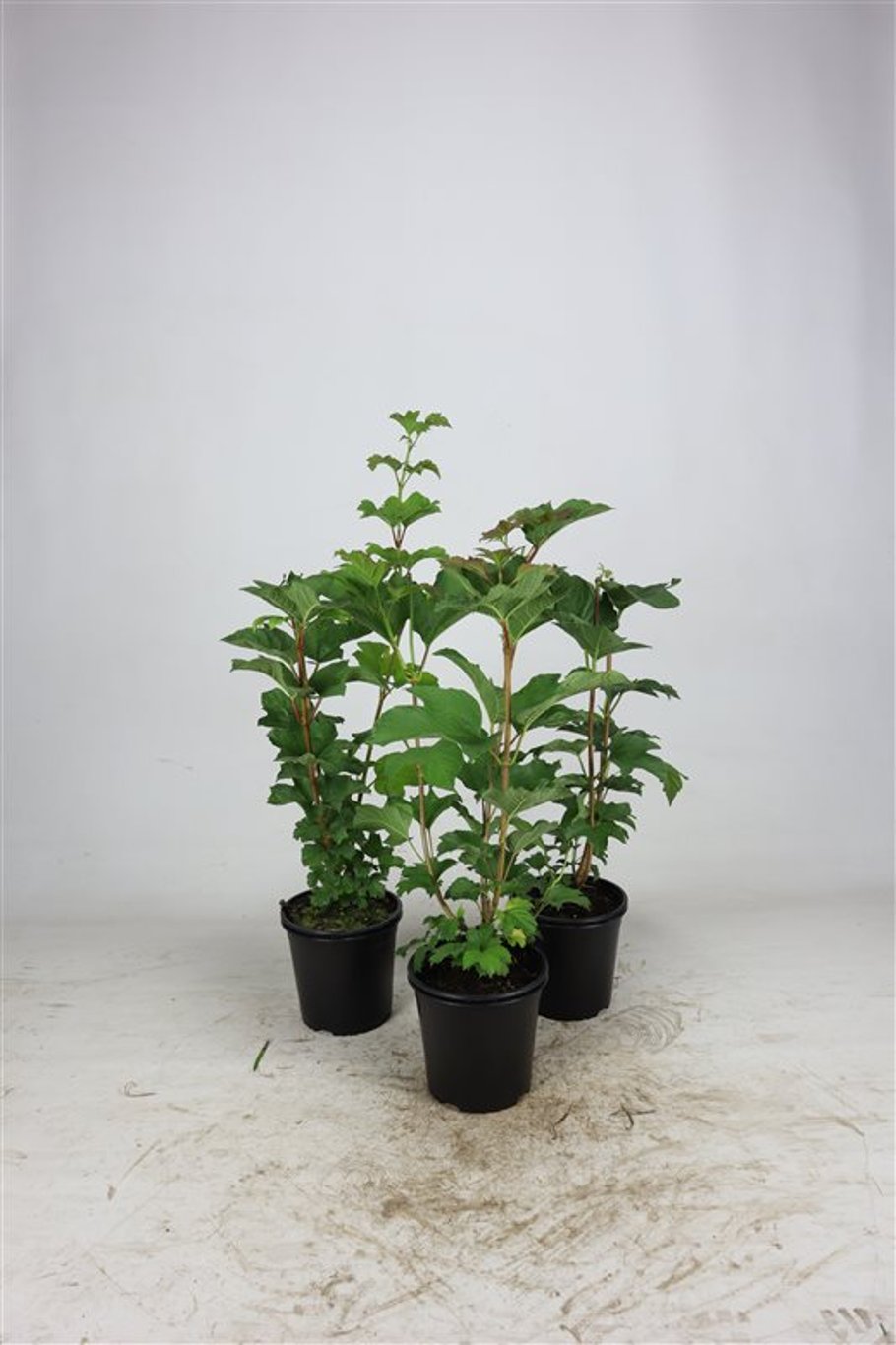 Viburnum opulus - C2.5 40-60 CM